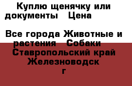 Куплю щенячку или документы › Цена ­ 3 000 - Все города Животные и растения » Собаки   . Ставропольский край,Железноводск г.